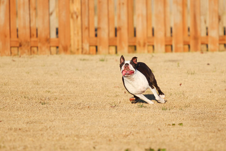 Make It or Miss It? Guess whether this Boston Terrier catches the frisbee! kevinandamanda.com Make It or Miss It? Guess whether this Boston Terrier catches the frisbee! kevinandamanda.com