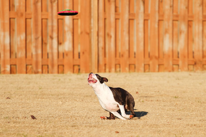 Make It or Miss It? Guess whether this Boston Terrier catches the frisbee! kevinandamanda.com Make It or Miss It? Guess whether this Boston Terrier catches the frisbee! kevinandamanda.com