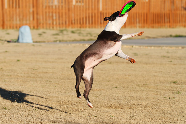 Make It or Miss It? Guess whether this Boston Terrier catches the frisbee! kevinandamanda.com Make It or Miss It? Guess whether this Boston Terrier catches the frisbee! kevinandamanda.com