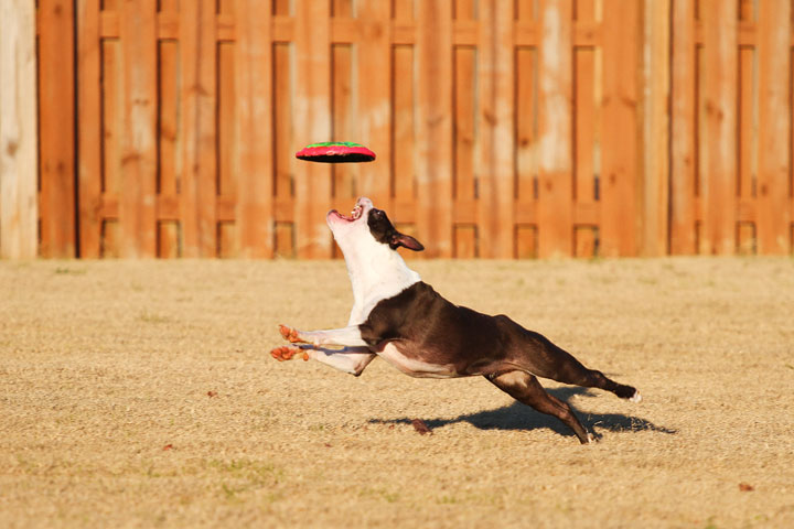 Make It or Miss It? Guess whether this Boston Terrier catches the frisbee! kevinandamanda.com Make It or Miss It? Guess whether this Boston Terrier catches the frisbee! kevinandamanda.com