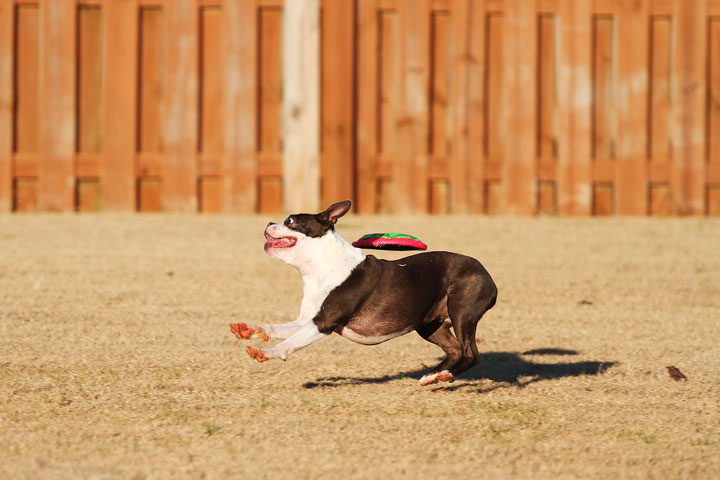 Make It or Miss It? Guess whether this Boston Terrier catches the frisbee! kevinandamanda.com Make It or Miss It? Guess whether this Boston Terrier catches the frisbee! kevinandamanda.com