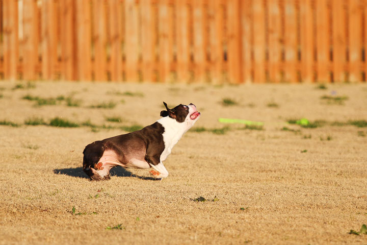 Make It or Miss It? Guess whether this Boston Terrier catches the frisbee! kevinandamanda.com Make It or Miss It? Guess whether this Boston Terrier catches the frisbee! kevinandamanda.com