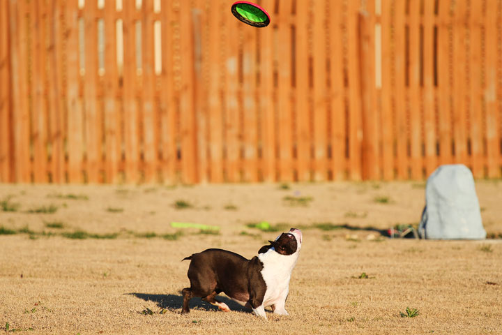 Make It or Miss It? Guess whether this Boston Terrier catches the frisbee! kevinandamanda.com Make It or Miss It? Guess whether this Boston Terrier catches the frisbee! kevinandamanda.com