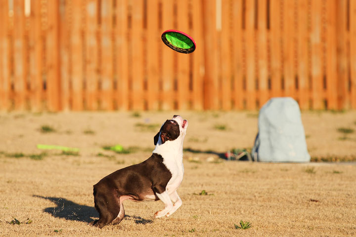 Make It or Miss It? Guess whether this Boston Terrier catches the frisbee! kevinandamanda.com Make It or Miss It? Guess whether this Boston Terrier catches the frisbee! kevinandamanda.com