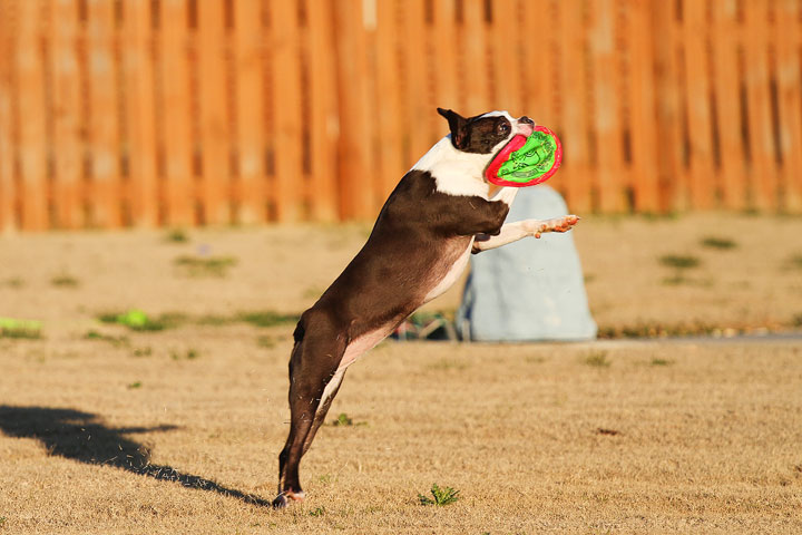 Make It or Miss It? Guess whether this Boston Terrier catches the frisbee! kevinandamanda.com Make It or Miss It? Guess whether this Boston Terrier catches the frisbee! kevinandamanda.com