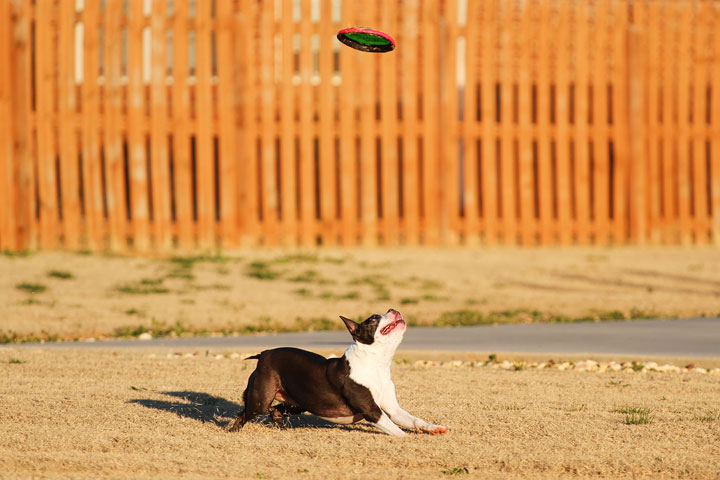 Make It or Miss It? Guess whether this Boston Terrier catches the frisbee! kevinandamanda.com Make It or Miss It? Guess whether this Boston Terrier catches the frisbee! kevinandamanda.com