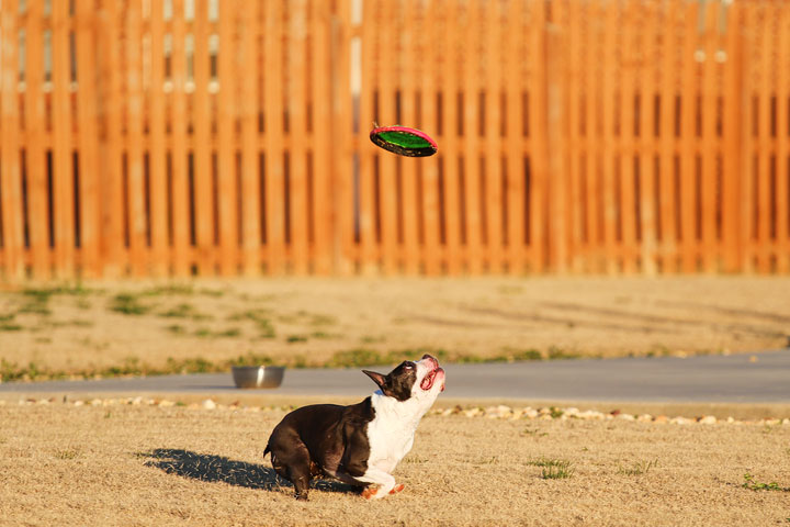 Make It or Miss It? Guess whether this Boston Terrier catches the frisbee! kevinandamanda.com Make It or Miss It? Guess whether this Boston Terrier catches the frisbee! kevinandamanda.com