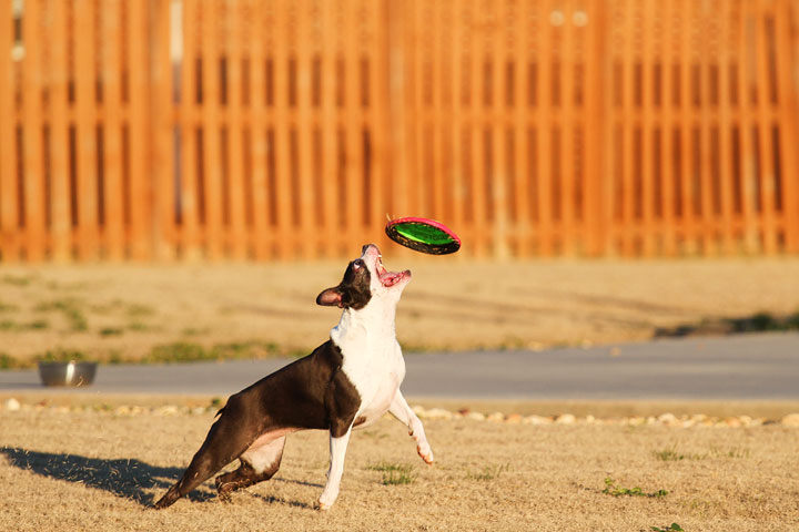 Make It or Miss It? Guess whether this Boston Terrier catches the frisbee! kevinandamanda.com Make It or Miss It? Guess whether this Boston Terrier catches the frisbee! kevinandamanda.com