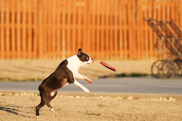 Make It or Miss It? Guess whether this Boston Terrier catches the frisbee! kevinandamanda.com Make It or Miss It? Guess whether this Boston Terrier catches the frisbee! kevinandamanda.com