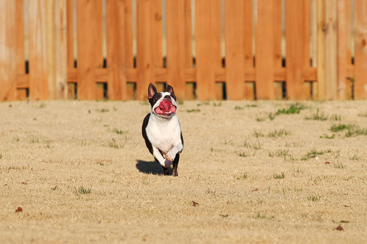 Make It or Miss It? Guess whether this Boston Terrier catches the frisbee! kevinandamanda.com Make It or Miss It? Guess whether this Boston Terrier catches the frisbee! kevinandamanda.com