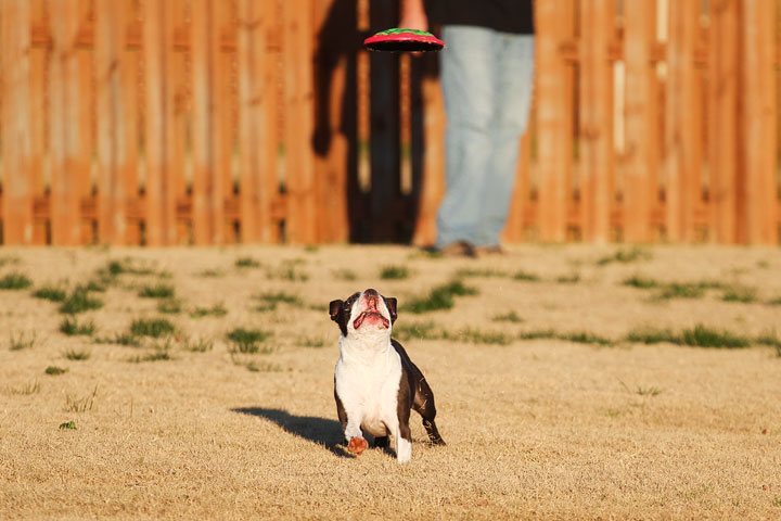 Make It or Miss It? Guess whether this Boston Terrier catches the frisbee! kevinandamanda.com Make It or Miss It? Guess whether this Boston Terrier catches the frisbee! kevinandamanda.com