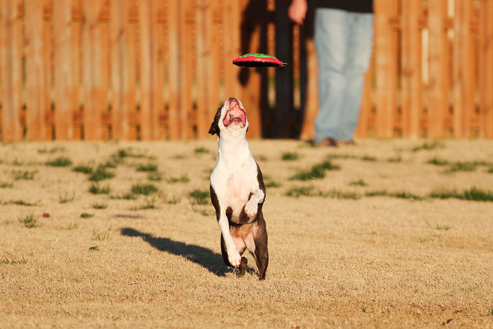 Make It or Miss It? Guess whether this Boston Terrier catches the frisbee! kevinandamanda.com Make It or Miss It? Guess whether this Boston Terrier catches the frisbee! kevinandamanda.com