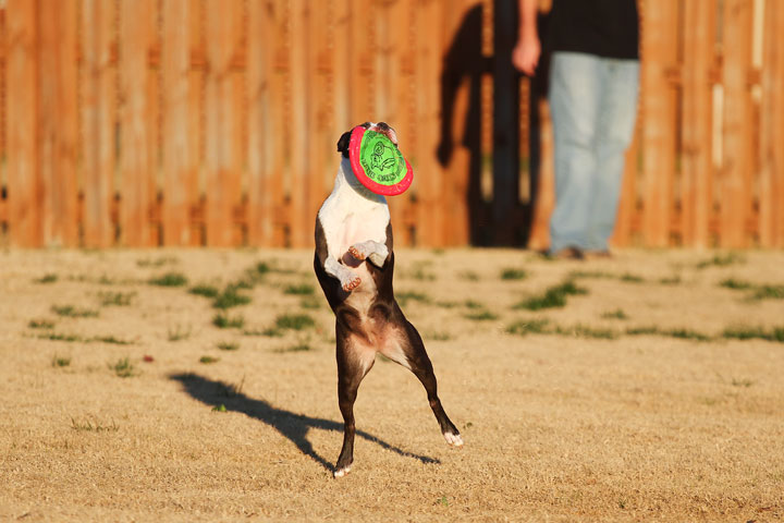 Make It or Miss It? Guess whether this Boston Terrier catches the frisbee! kevinandamanda.com Make It or Miss It? Guess whether this Boston Terrier catches the frisbee! kevinandamanda.com