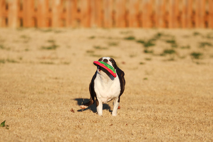 Make It or Miss It? Guess whether this Boston Terrier catches the frisbee! kevinandamanda.com Make It or Miss It? Guess whether this Boston Terrier catches the frisbee! kevinandamanda.com