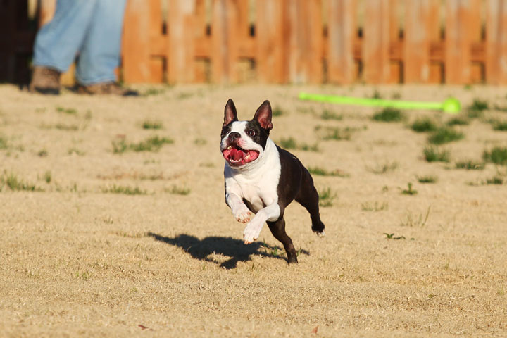 Make It or Miss It? Guess whether this Boston Terrier catches the frisbee! kevinandamanda.com Make It or Miss It? Guess whether this Boston Terrier catches the frisbee! kevinandamanda.com