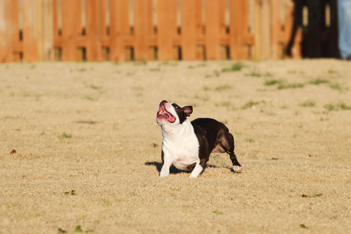 Make It or Miss It? Guess whether this Boston Terrier catches the frisbee! kevinandamanda.com Make It or Miss It? Guess whether this Boston Terrier catches the frisbee! kevinandamanda.com