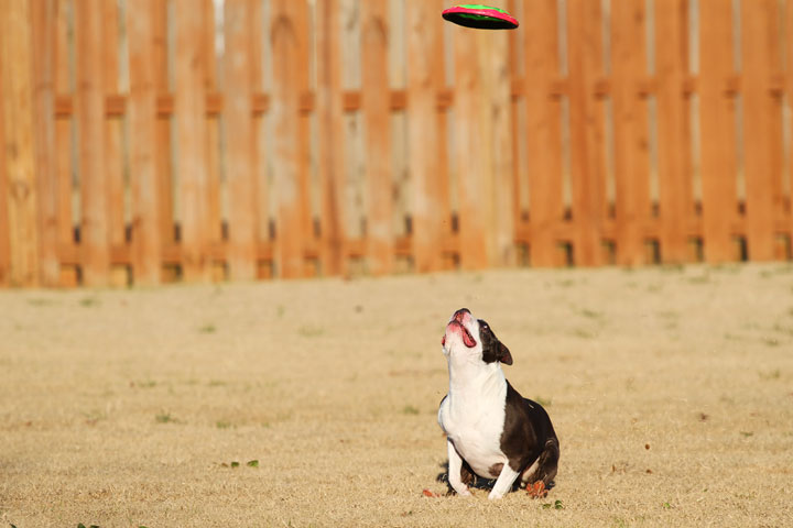 Make It or Miss It? Guess whether this Boston Terrier catches the frisbee! kevinandamanda.com Make It or Miss It? Guess whether this Boston Terrier catches the frisbee! kevinandamanda.com