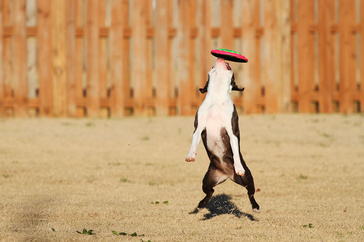 Make It or Miss It? Guess whether this Boston Terrier catches the frisbee! kevinandamanda.com Make It or Miss It? Guess whether this Boston Terrier catches the frisbee! kevinandamanda.com