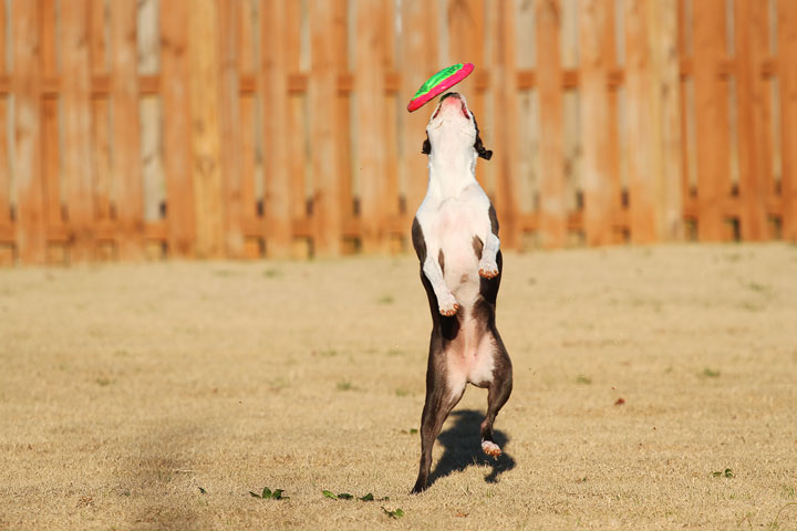 Make It or Miss It? Guess whether this Boston Terrier catches the frisbee! kevinandamanda.com Make It or Miss It? Guess whether this Boston Terrier catches the frisbee! kevinandamanda.com