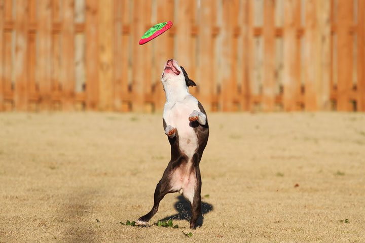 Make It or Miss It? Guess whether this Boston Terrier catches the frisbee! kevinandamanda.com Make It or Miss It? Guess whether this Boston Terrier catches the frisbee! kevinandamanda.com