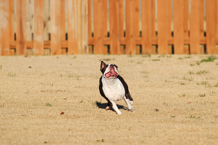 Make It or Miss It? Guess whether this Boston Terrier catches the frisbee! kevinandamanda.com Make It or Miss It? Guess whether this Boston Terrier catches the frisbee! kevinandamanda.com