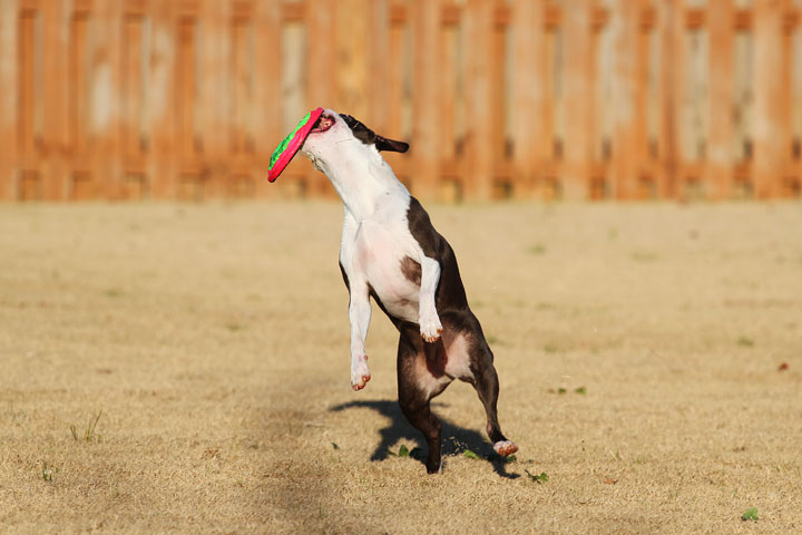Make It or Miss It? Guess whether this Boston Terrier catches the frisbee! kevinandamanda.com Make It or Miss It? Guess whether this Boston Terrier catches the frisbee! kevinandamanda.com