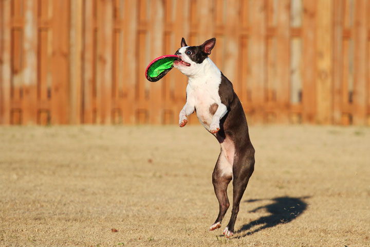 Make It or Miss It? Guess whether this Boston Terrier catches the frisbee! kevinandamanda.com Make It or Miss It? Guess whether this Boston Terrier catches the frisbee! kevinandamanda.com
