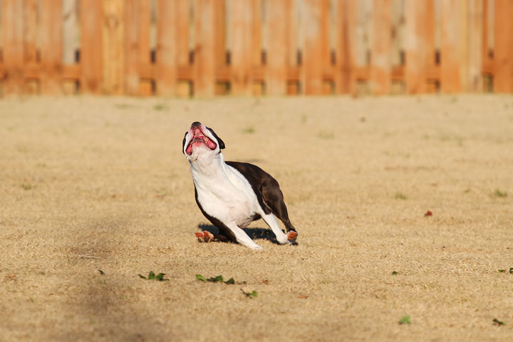 Make It or Miss It? Guess whether this Boston Terrier catches the frisbee! kevinandamanda.com Make It or Miss It? Guess whether this Boston Terrier catches the frisbee! kevinandamanda.com