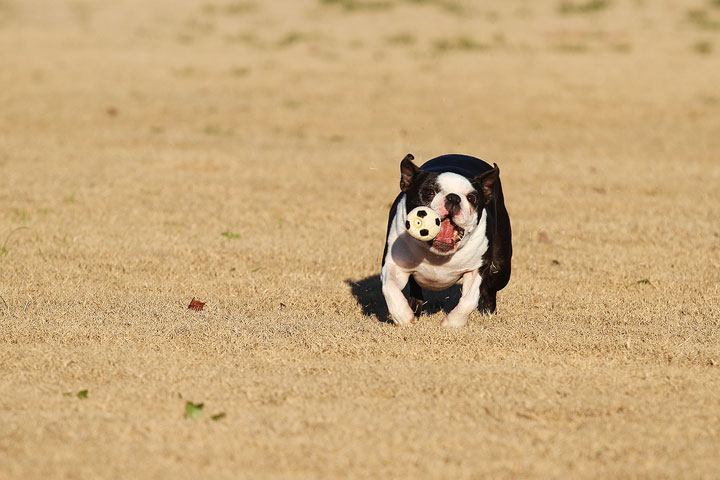 Make It or Miss It? Guess whether this Boston Terrier catches the frisbee! kevinandamanda.com Make It or Miss It? Guess whether this Boston Terrier catches the frisbee! kevinandamanda.com
