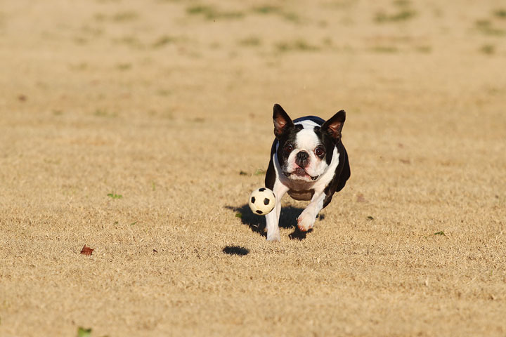 Make It or Miss It? Guess whether this Boston Terrier catches the frisbee! kevinandamanda.com Make It or Miss It? Guess whether this Boston Terrier catches the frisbee! kevinandamanda.com
