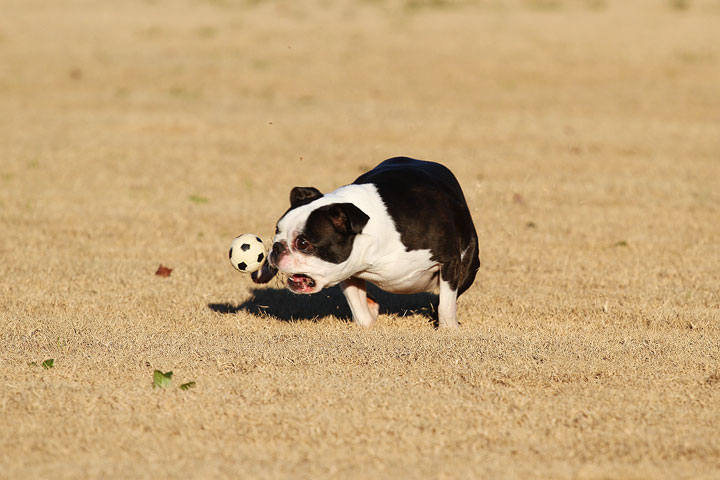 Make It or Miss It? Guess whether this Boston Terrier catches the frisbee! kevinandamanda.com Make It or Miss It? Guess whether this Boston Terrier catches the frisbee! kevinandamanda.com