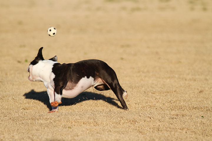 Make It or Miss It? Guess whether this Boston Terrier catches the frisbee! kevinandamanda.com Make It or Miss It? Guess whether this Boston Terrier catches the frisbee! kevinandamanda.com