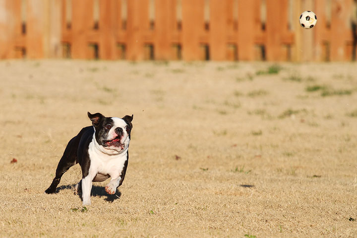 Make It or Miss It? Guess whether this Boston Terrier catches the frisbee! kevinandamanda.com Make It or Miss It? Guess whether this Boston Terrier catches the frisbee! kevinandamanda.com