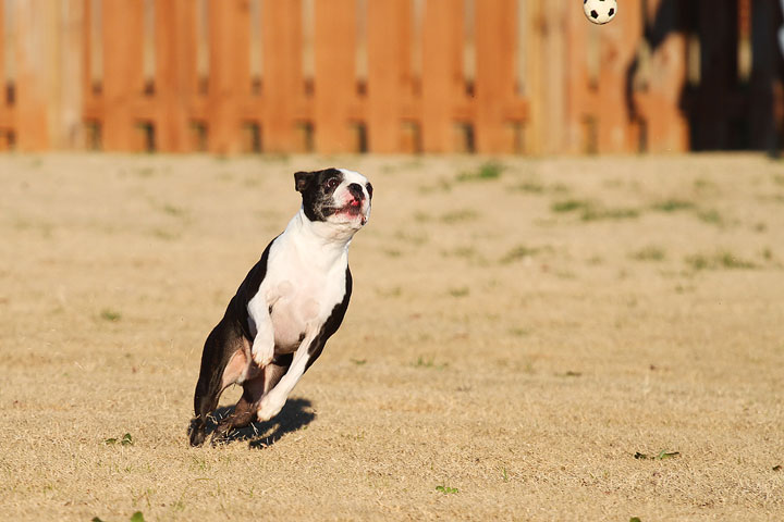 Make It or Miss It? Guess whether this Boston Terrier catches the frisbee! kevinandamanda.com Make It or Miss It? Guess whether this Boston Terrier catches the frisbee! kevinandamanda.com