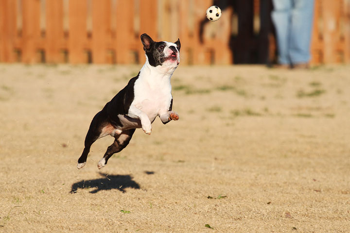 Make It or Miss It? Guess whether this Boston Terrier catches the frisbee! kevinandamanda.com Make It or Miss It? Guess whether this Boston Terrier catches the frisbee! kevinandamanda.com