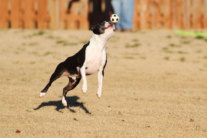 Make It or Miss It? Guess whether this Boston Terrier catches the frisbee! kevinandamanda.com Make It or Miss It? Guess whether this Boston Terrier catches the frisbee! kevinandamanda.com