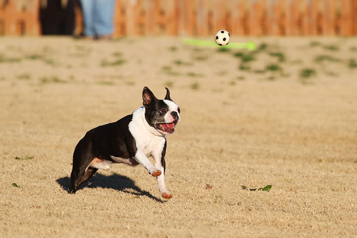 Make It or Miss It? Guess whether this Boston Terrier catches the frisbee! kevinandamanda.com Make It or Miss It? Guess whether this Boston Terrier catches the frisbee! kevinandamanda.com
