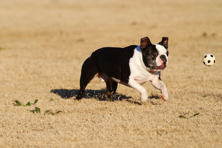 Make It or Miss It? Guess whether this Boston Terrier catches the frisbee! kevinandamanda.com Make It or Miss It? Guess whether this Boston Terrier catches the frisbee! kevinandamanda.com