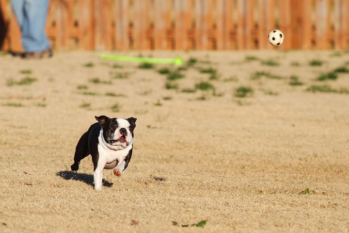 Make It or Miss It? Guess whether this Boston Terrier catches the frisbee! kevinandamanda.com Make It or Miss It? Guess whether this Boston Terrier catches the frisbee! kevinandamanda.com