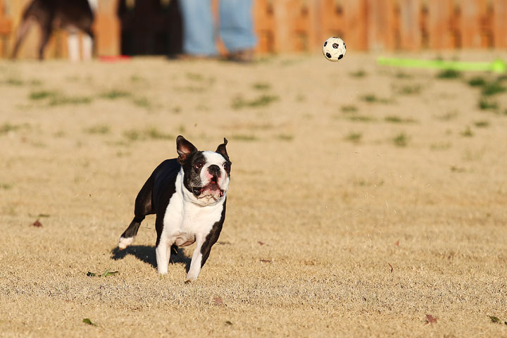Make It or Miss It? Guess whether this Boston Terrier catches the frisbee! kevinandamanda.com Make It or Miss It? Guess whether this Boston Terrier catches the frisbee! kevinandamanda.com