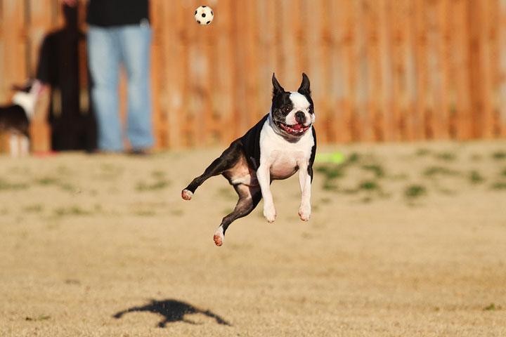 Make It or Miss It? Guess whether this Boston Terrier catches the frisbee! kevinandamanda.com Make It or Miss It? Guess whether this Boston Terrier catches the frisbee! kevinandamanda.com