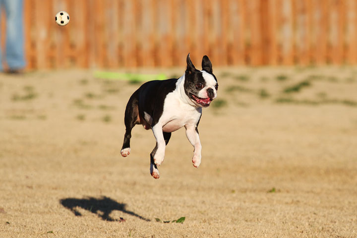 Make It or Miss It? Guess whether this Boston Terrier catches the frisbee! kevinandamanda.com Make It or Miss It? Guess whether this Boston Terrier catches the frisbee! kevinandamanda.com