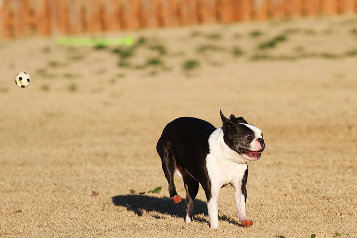 Make It or Miss It? Guess whether this Boston Terrier catches the frisbee! kevinandamanda.com Make It or Miss It? Guess whether this Boston Terrier catches the frisbee! kevinandamanda.com