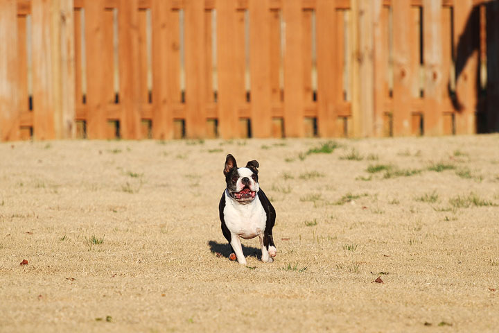 Make It or Miss It? Guess whether this Boston Terrier catches the frisbee! kevinandamanda.com Make It or Miss It? Guess whether this Boston Terrier catches the frisbee! kevinandamanda.com