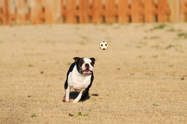Make It or Miss It? Guess whether this Boston Terrier catches the frisbee! kevinandamanda.com Make It or Miss It? Guess whether this Boston Terrier catches the frisbee! kevinandamanda.com