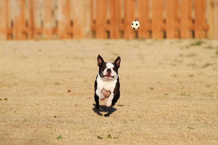 Make It or Miss It? Guess whether this Boston Terrier catches the frisbee! kevinandamanda.com Make It or Miss It? Guess whether this Boston Terrier catches the frisbee! kevinandamanda.com