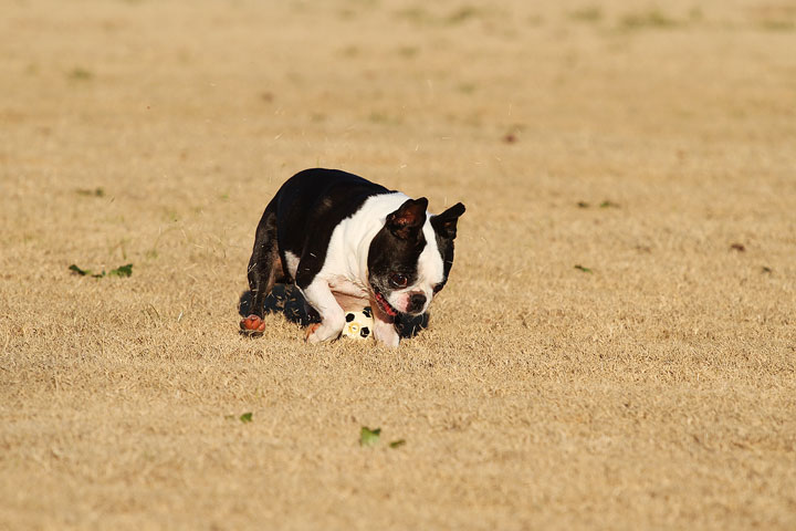 Make It or Miss It? Guess whether this Boston Terrier catches the frisbee! kevinandamanda.com Make It or Miss It? Guess whether this Boston Terrier catches the frisbee! kevinandamanda.com