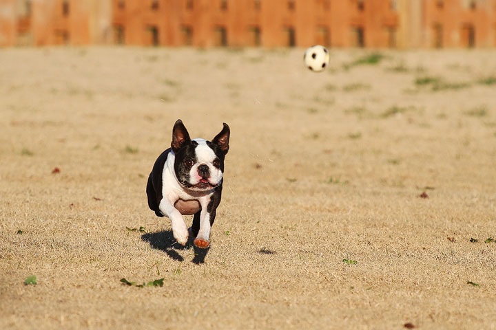 Make It or Miss It? Guess whether this Boston Terrier catches the frisbee! kevinandamanda.com Make It or Miss It? Guess whether this Boston Terrier catches the frisbee! kevinandamanda.com