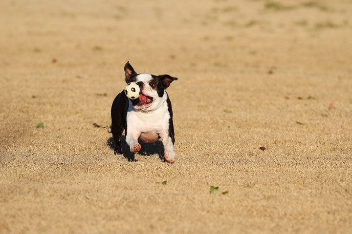 Make It or Miss It? Guess whether this Boston Terrier catches the frisbee! kevinandamanda.com Make It or Miss It? Guess whether this Boston Terrier catches the frisbee! kevinandamanda.com