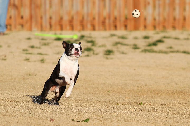 Make It or Miss It? Guess whether this Boston Terrier catches the frisbee! kevinandamanda.com Make It or Miss It? Guess whether this Boston Terrier catches the frisbee! kevinandamanda.com